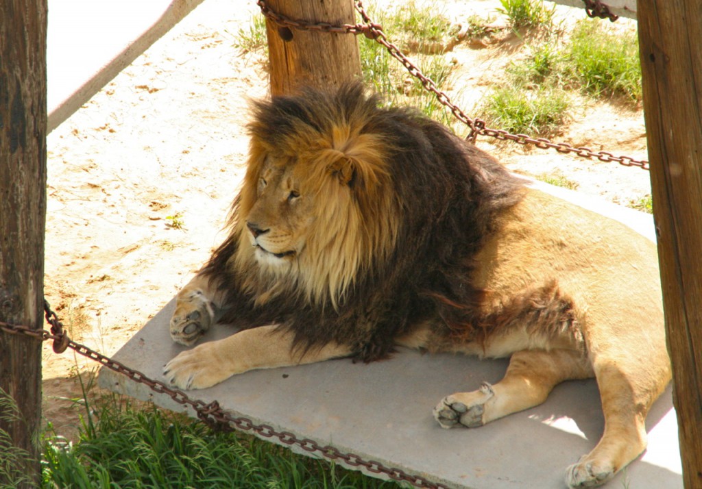 A lion rests in the shade at midday. ©Laurel Kallenbach