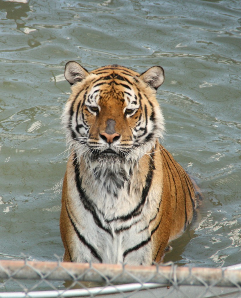 This tiger leapt and splashed in his pool, and he seemed so proud that I took dozens of photos of him. ©Laurel Kallenbach