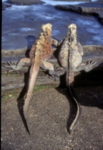 Marine iguanas, Gal?pagos Islands