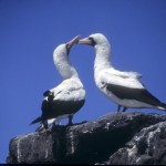 Nazca boobies, Gal?pagos Islands