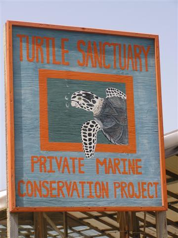 Turtle Sanctuary, Bequia Volunteers at the Old Hegg Turtle Sanctuary raise hawksbill hatchlings and release them into the wild when they're grown.