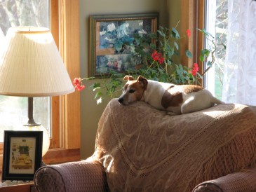 Hillary the Jack Russell Hillary, a Jack Russell terrier, rules Snug Hollow from a comfy chair.