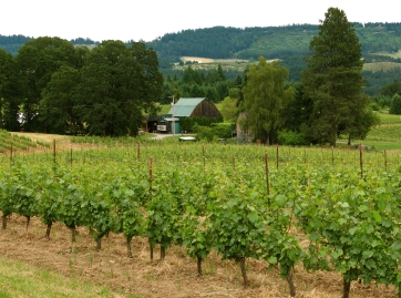 Biodynamic vineyards at Brick House winemakers