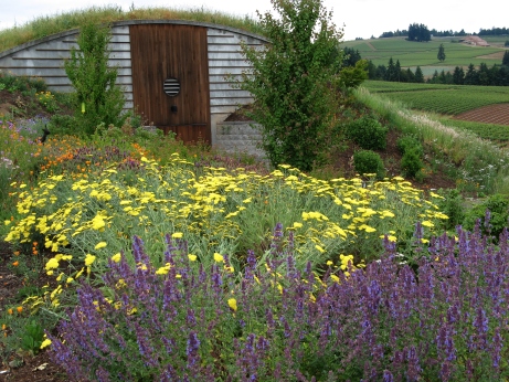 Sokol Blosser's wine cellar is built green.