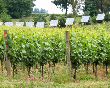 Solar panels at Sokol Blosser winery in Oregon Solar panels in Sokol Blosser's vineyards