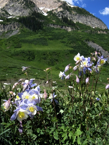 Clumps of columbine, Colorado's state flower, are everywhere in the meadows near Crested Butte.