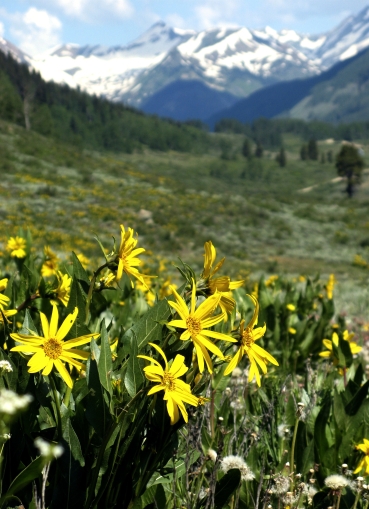 mules ears flowers in crested butte Yellow mule's ear flowers brighten the Lower Loop trail in Crested Butte, Colorado.