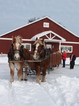 Horses & Sleigh John Mayberry's sleigh rides depart from the Orchard Country Winery.