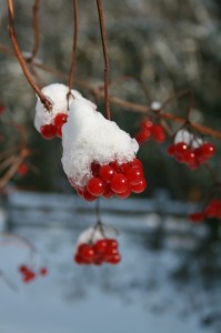 Red berries of Door County Snow-covered berries feel like quintessential Christmas to me.