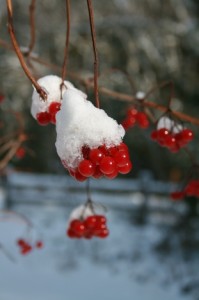 Snow-covered berries feel like quintessential Christmas to me.