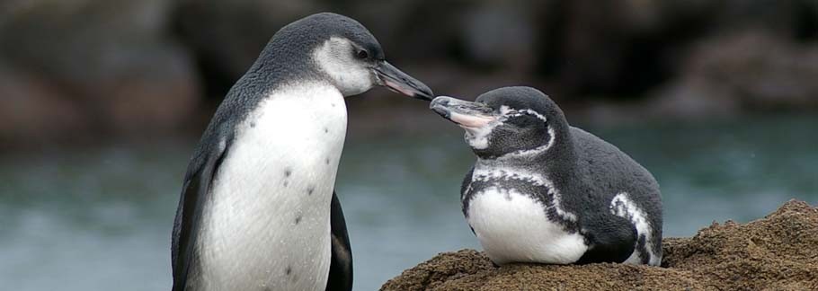 Galápagos penguins. Photo courtesy Ecoventura