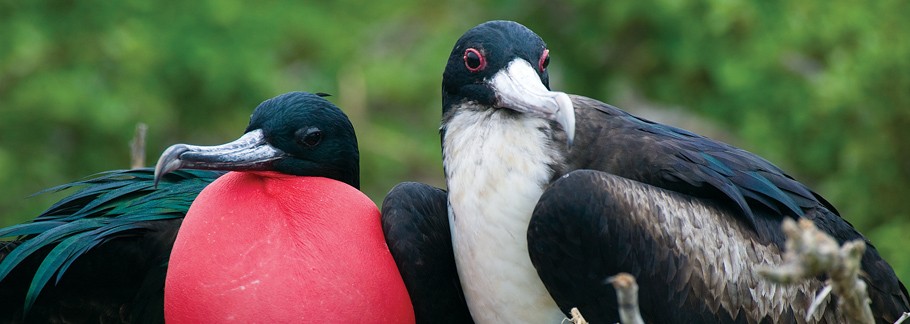 Magnificent frigate birds. Photo courtesy Ecoventura