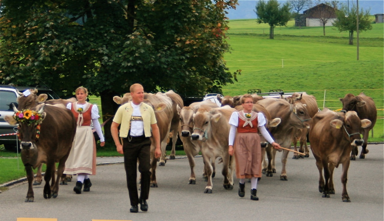 In late September, Swiss dairy farmers parade their cows through the streets of the Appenzell village of Stein. ©Laurel Kallenbach