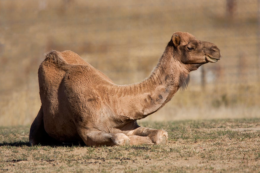 Momo, the rescued camel. Photo courtesy The Wild Animal Sanctuary