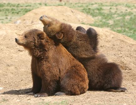 A pair of rescued grizzlies play at the Sanctuary. Photo courtesy WAS