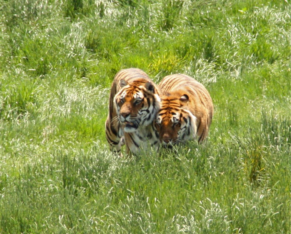 Tigers are probably my favorite animal, and the ones at Colorado's Wild Animal Sanctuary were splendid! Two tigers ©Laurel Kallenbach