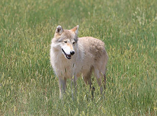 A wolf once kept in captivity as a pet is happy in her new home. Photo courtesy Wild Animal Sanctuary