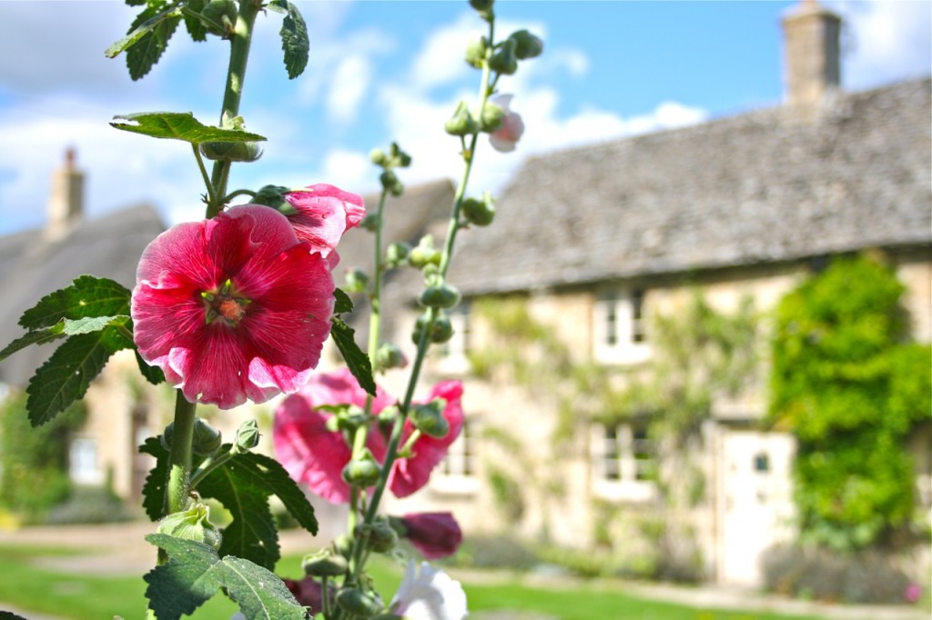 A hollyhock in Old Minster Lovell, England. ©Laurel Kallenbach