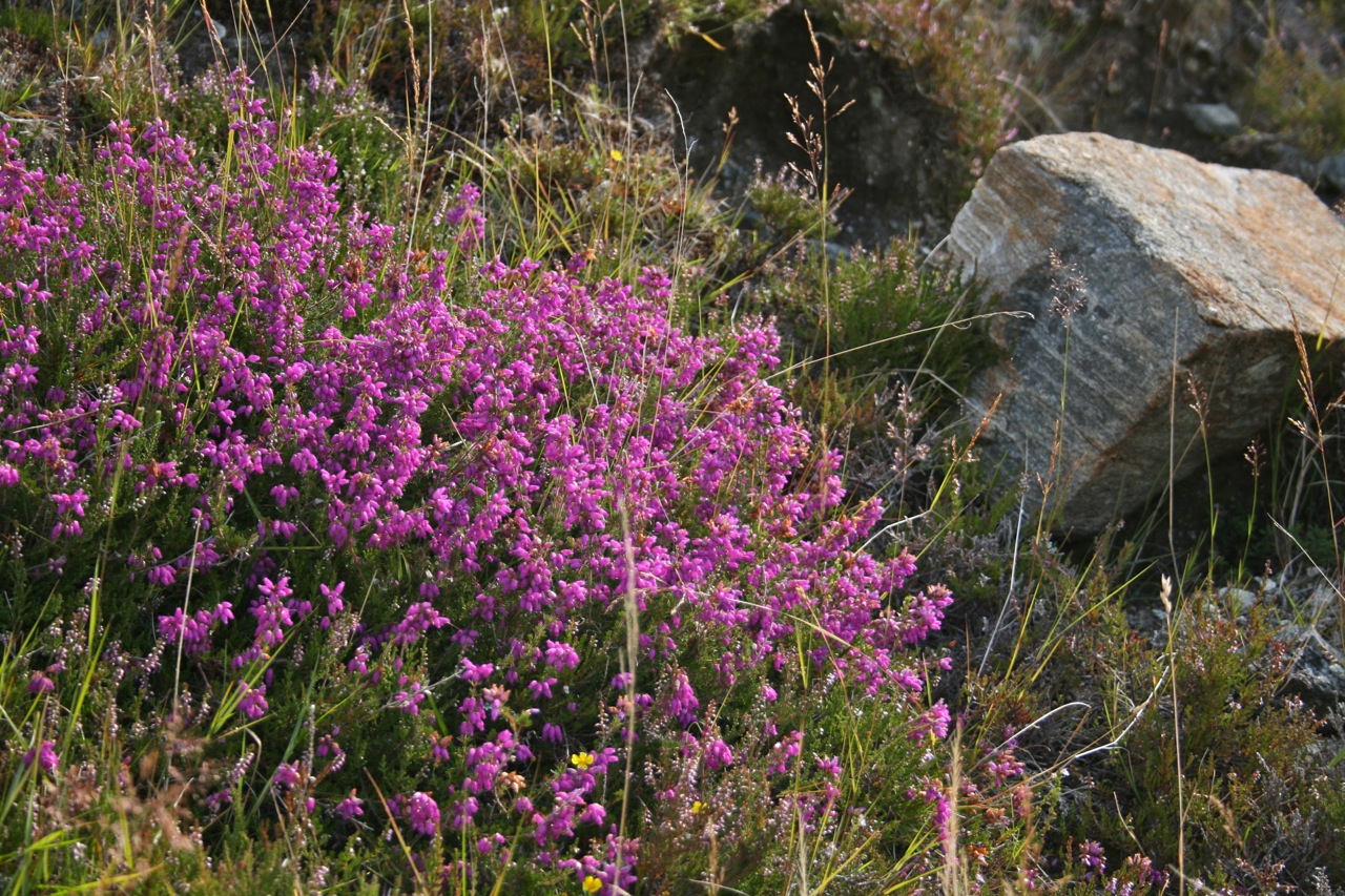 Scottish heather on the Isle of Lewis ©Laurel Kallenbach