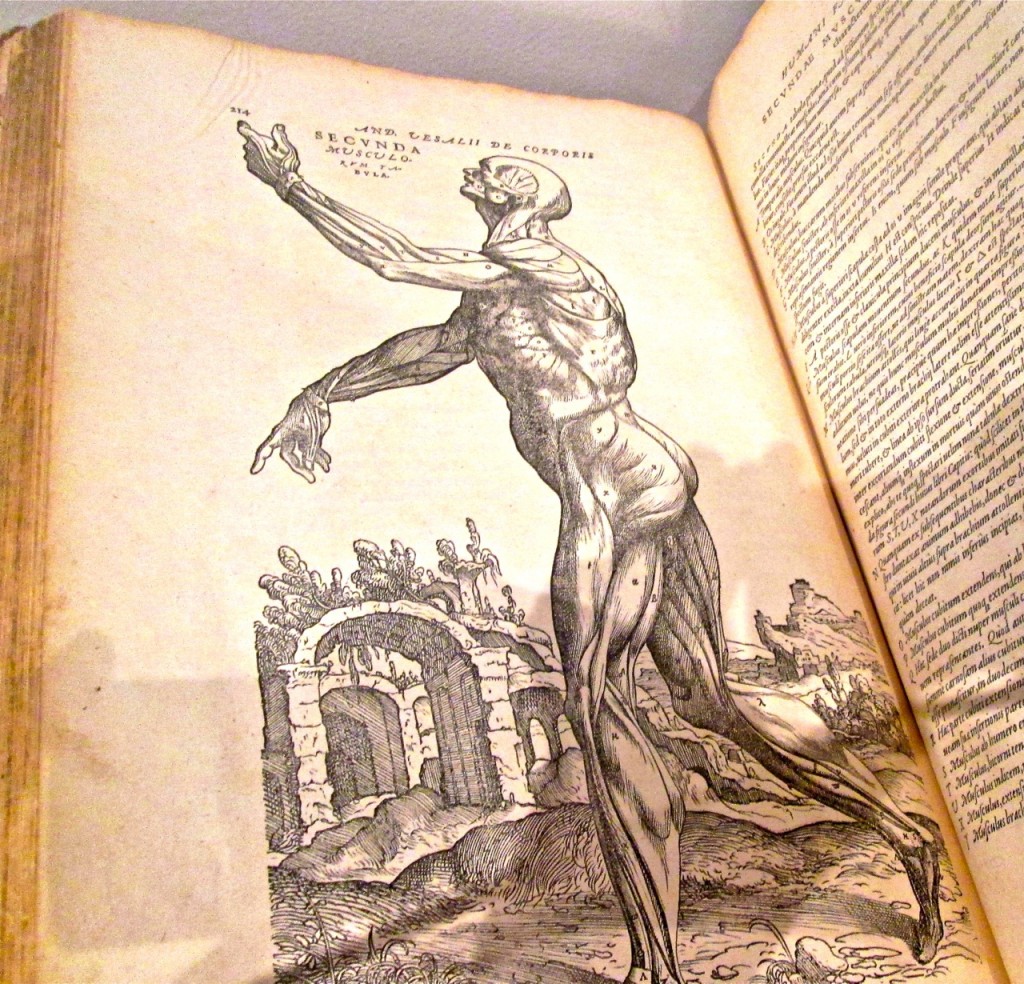 Anatomy drawing by Vesalius ©Laurel Kallenbach