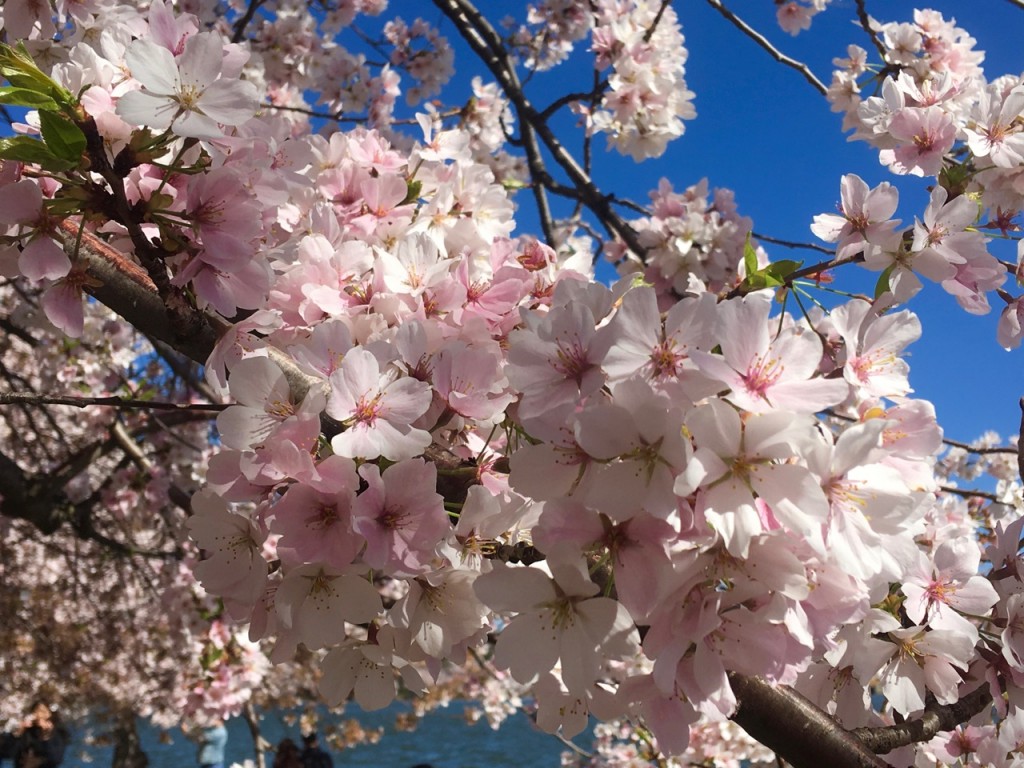 Cherry blossoms along the Tidal Basin in Washington, DC ©Laurel Kallenbach