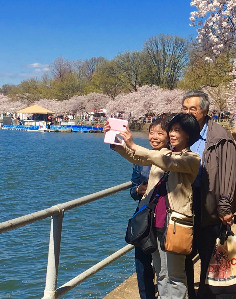 Taking selfies with the cherry blossoms ©Laurel Kallenbach
