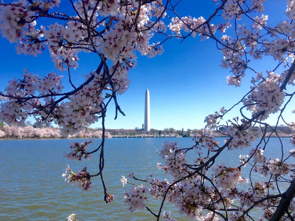 The Washington Monument framed by cherry blossoms ©Laurel Kallenbach
