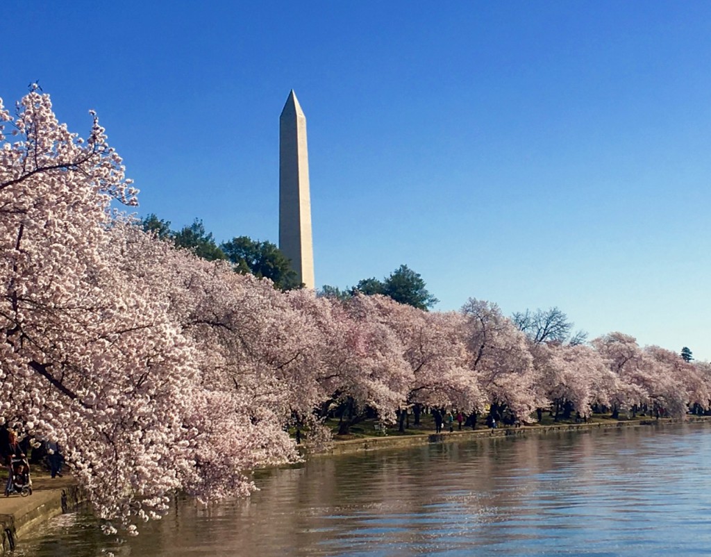 Banks of blossoms in front of the Washington Monument ©Laurel Kallenbach