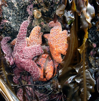 Starfish and kelp