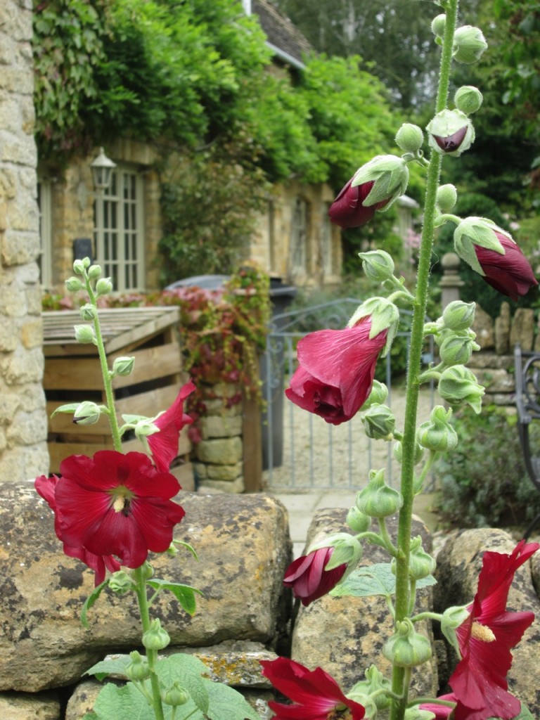 Hollyhocks in Longborough, a village in the Cotswolds ©Ken Aikin