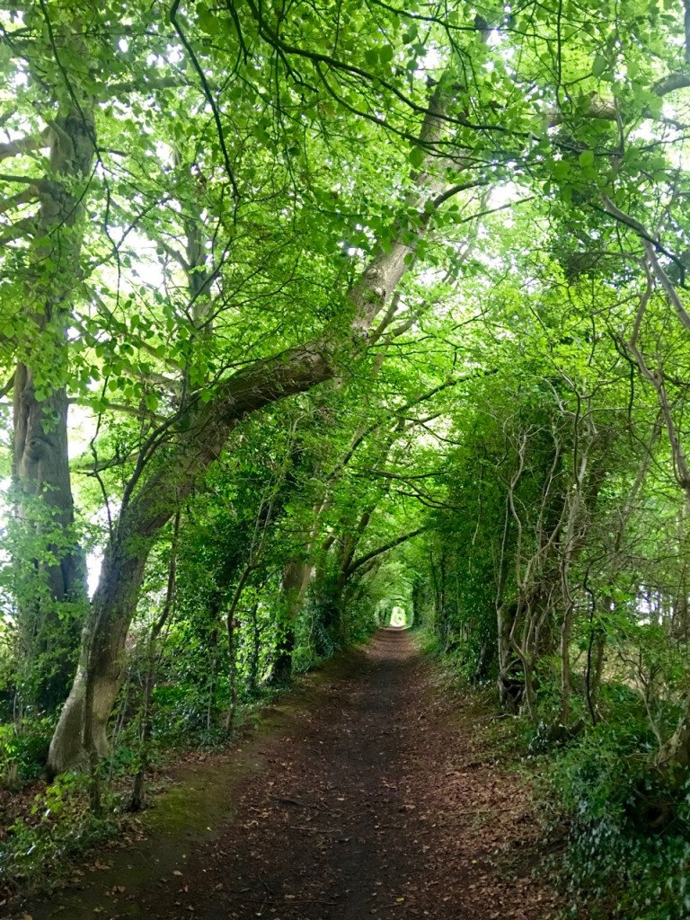 This tunnel through the trees was a thrill to walk through. ©Laurel Kallenbach