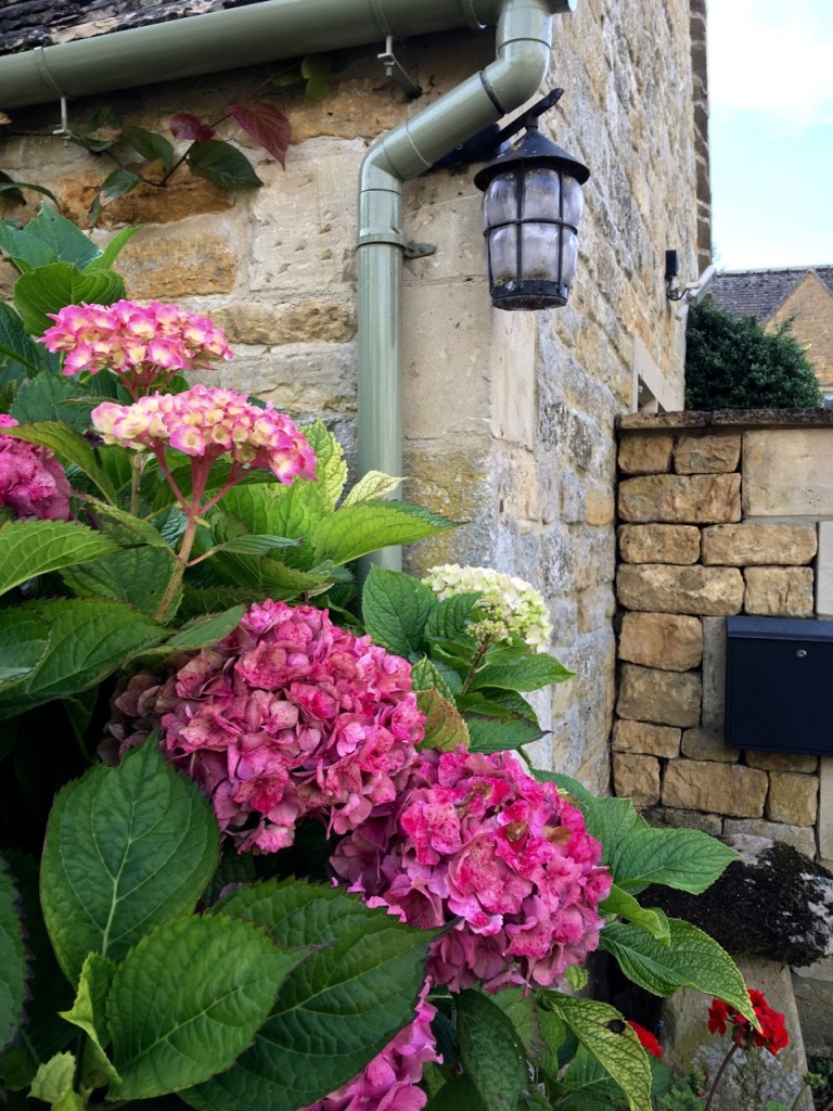 Hydrangeas, Bourton-on-the-Water ©Laurel Kallenbach