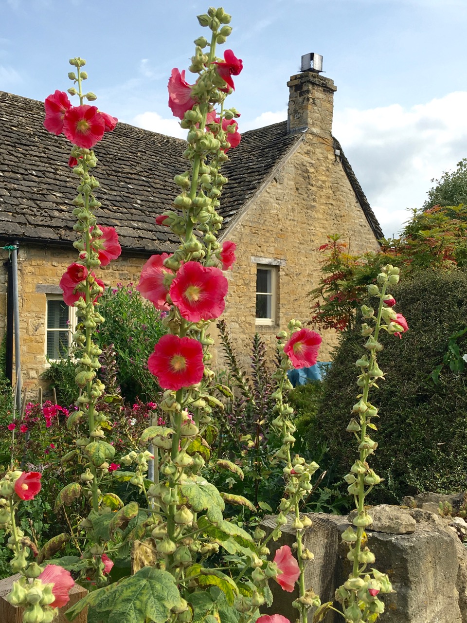 Hollyhocks in front of a cottage built from Cotswold stone ©Laurel Kallenbach
