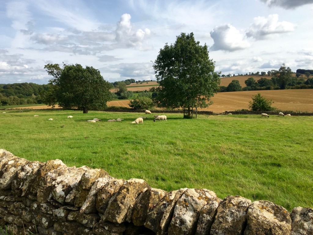 I couldn't help but hum Bach's "Sheep May Safely Graze" when I beheld this view. ©Laurel Kallenbach