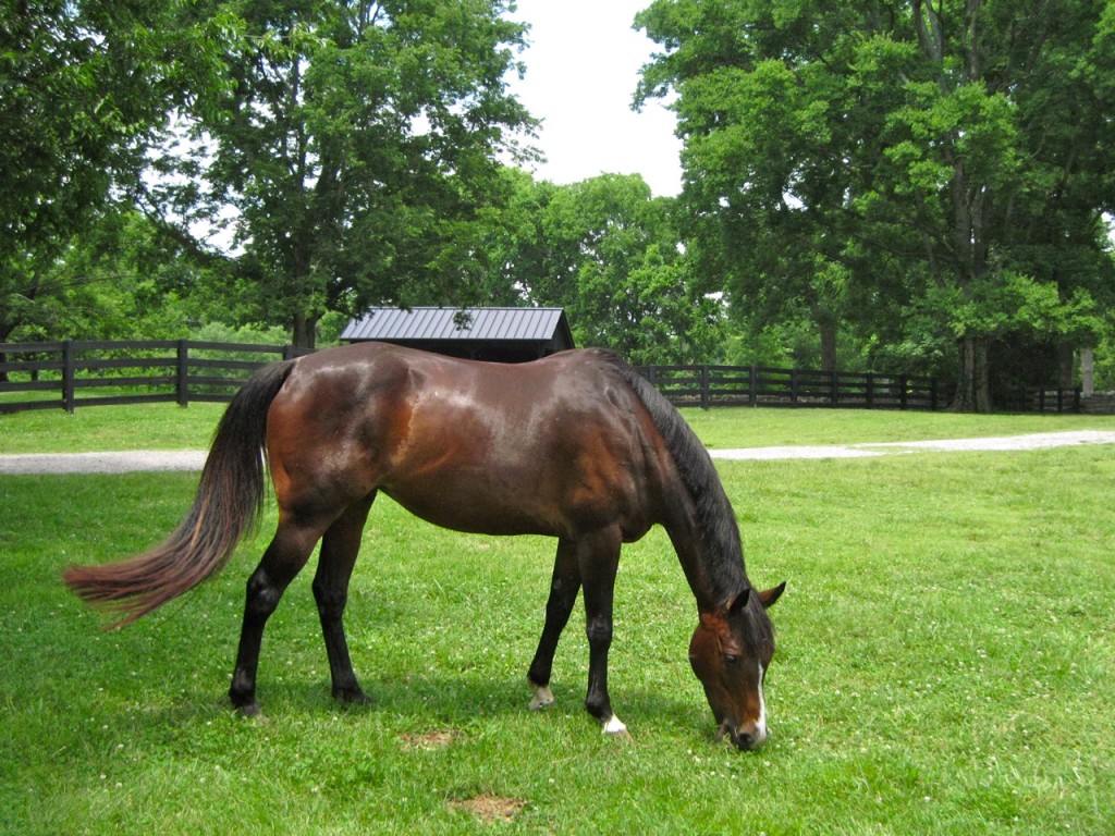 Although Belle Meade estate is no longer a working horse farm, this Thoroughbred poses in the green fields of Tennessee. ©Laurel Kallenbach