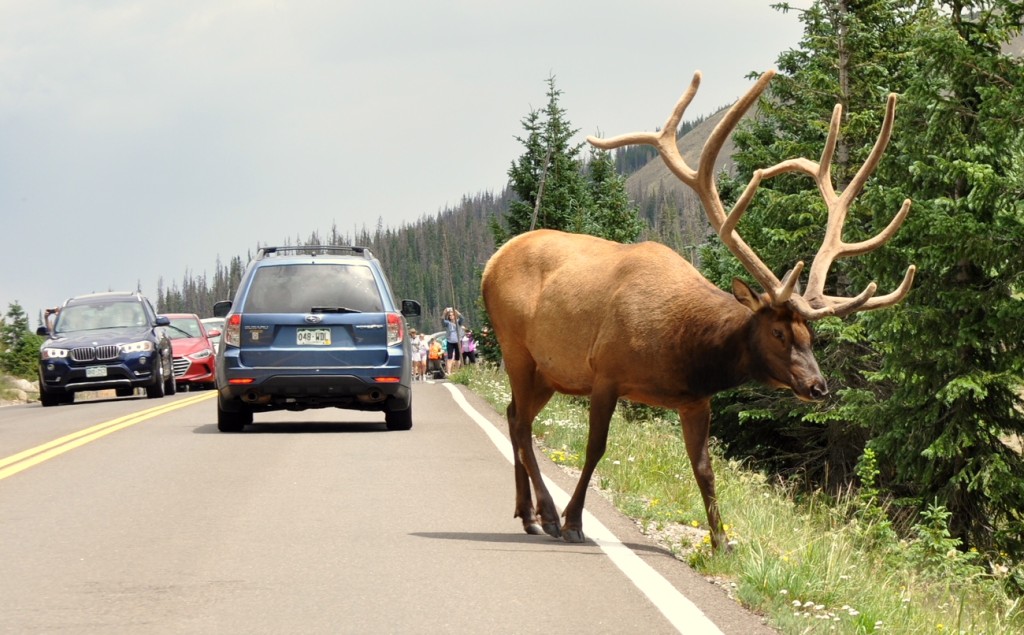 A bull elk crosses Trail Ridge Road in Rocky Mountain National Park as travelers gawk in awe. ©Kelly Prendergast