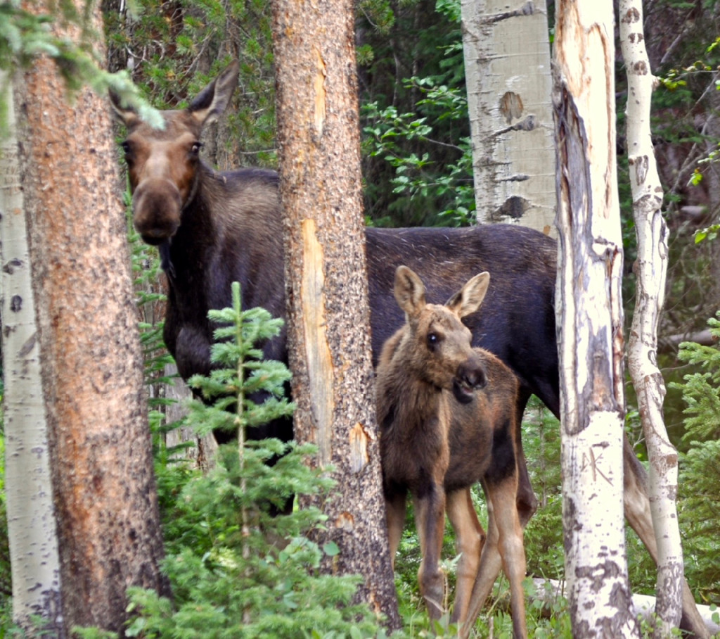 This Mama Moose was on alert as hikers stumbled upon her and her baby. The hikers stopped, turned away and took a different path so as not to disturb the family. ©Kelly Prendergast