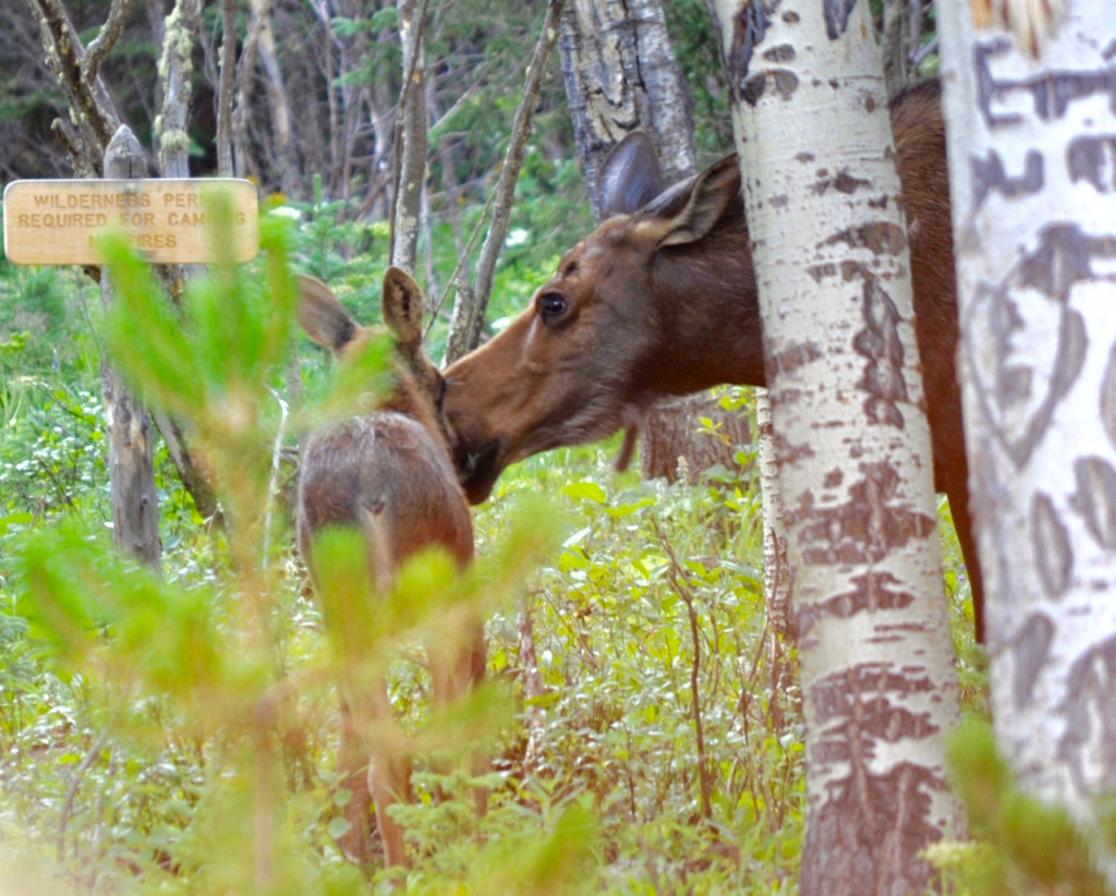 Another female moose nuzzles her long-legged offspring right at the trailhead to Green Mountain. ©Kelly Prendergast