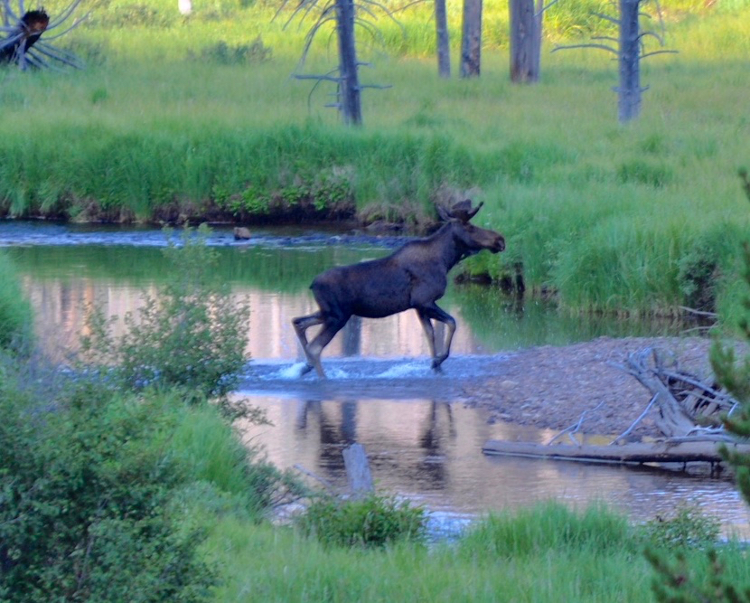 Moose Crossing: This species loves marshes and lakes. This moose was spotted in the Colorado River along Trail Ridge Road in Rocky Mountain National Park. ©Kelly Prendergast