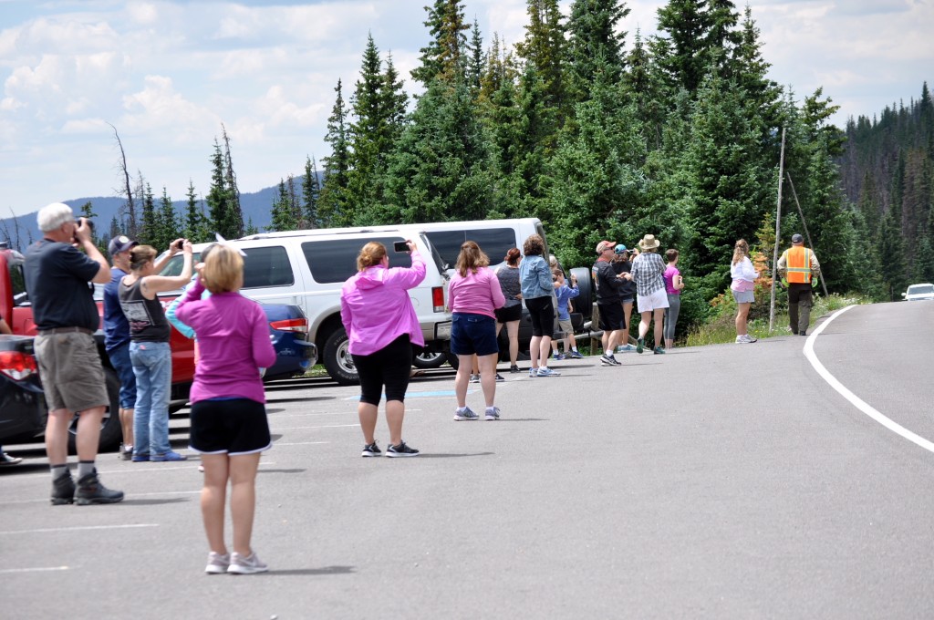 Visitors in a parking lot along Trail Ridge Road photograph the passing elk herd. ©Kelly Prendergast