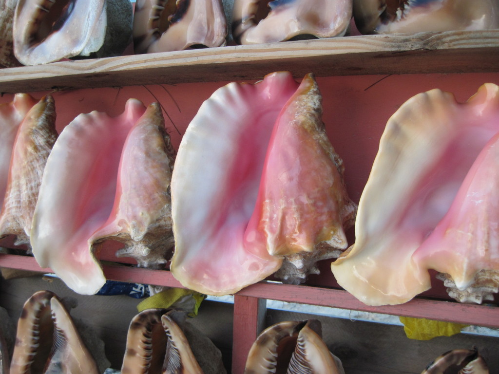 Conch shells ©Laurel Kallenbach